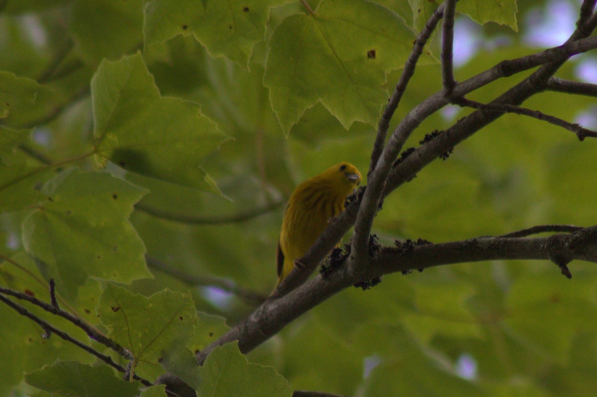 Paruline jaune - ML638345737