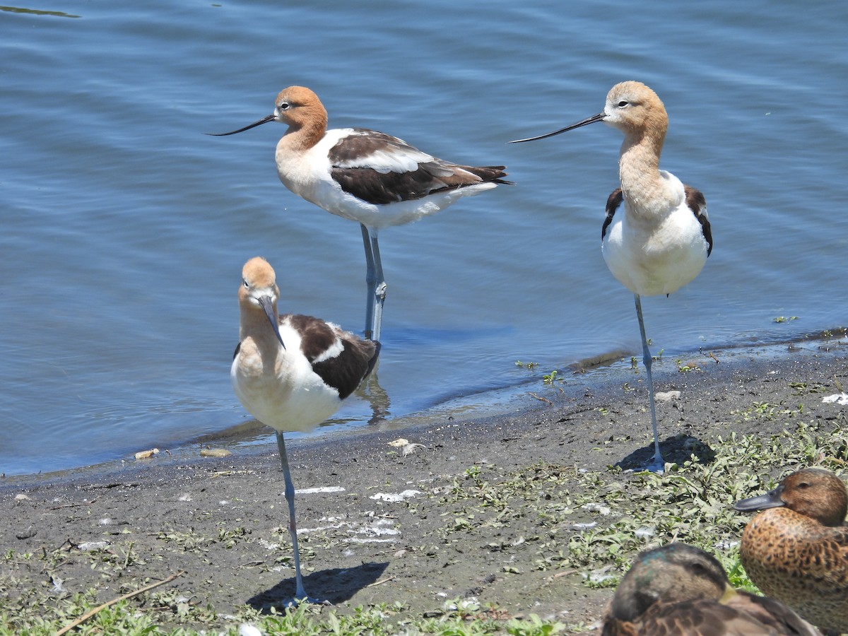 Avocette d'Amérique - ML638345741