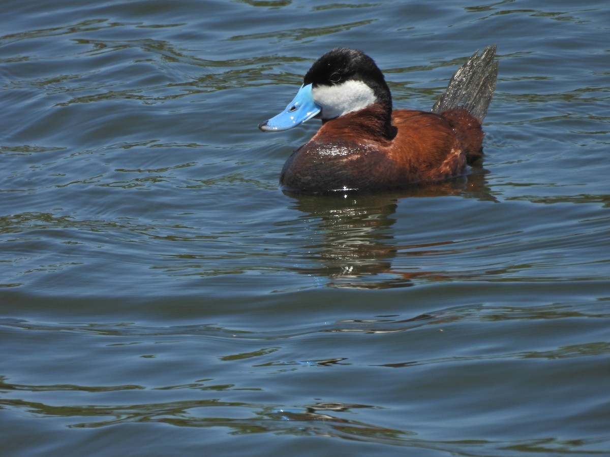 Érismature rousse - ML638345749