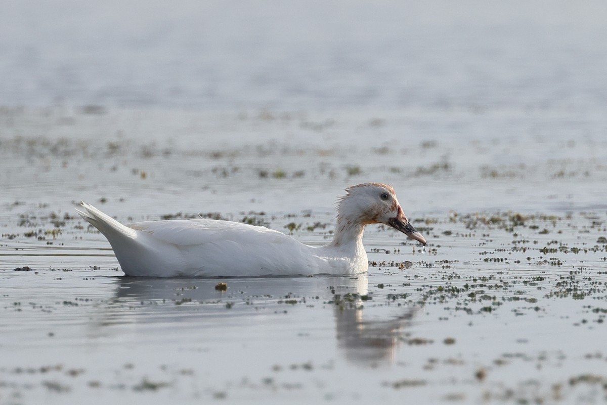 Canard musqué (forme domestique) - ML638345756