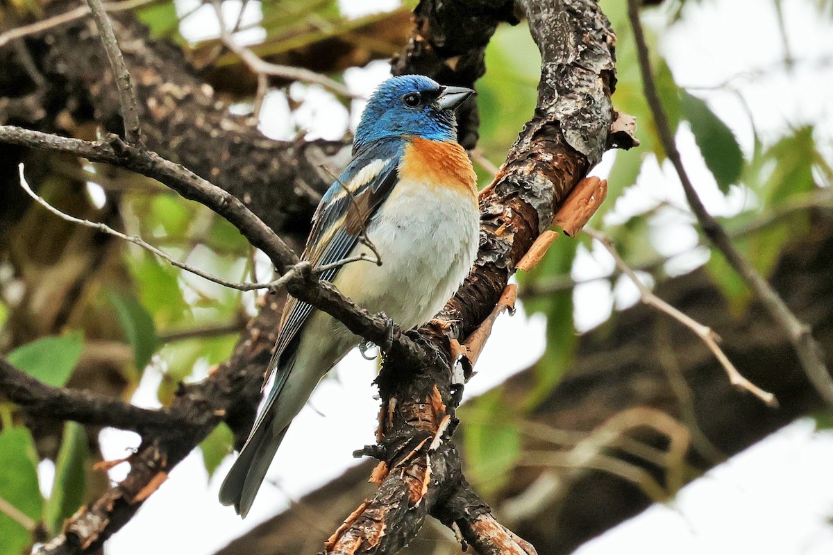 Passerin azuré - ML638345760
