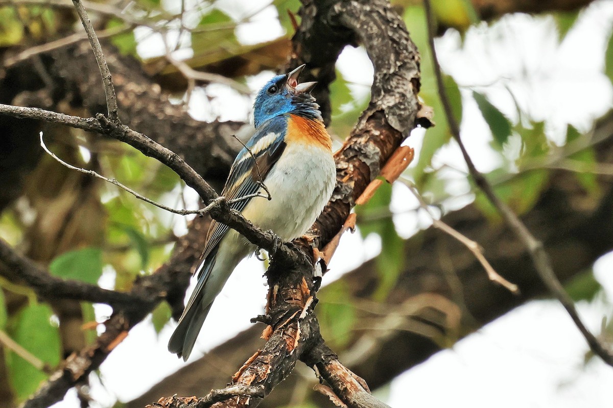 Passerin azuré - ML638345761