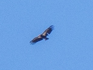 California Condor - ML638345775