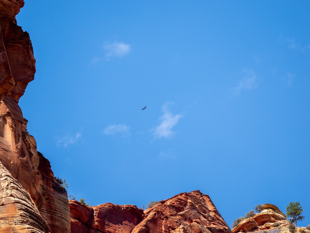 California Condor - ML638345776