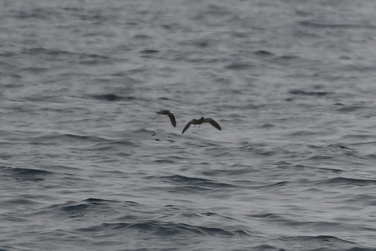 Black Storm-Petrel - ML638345806