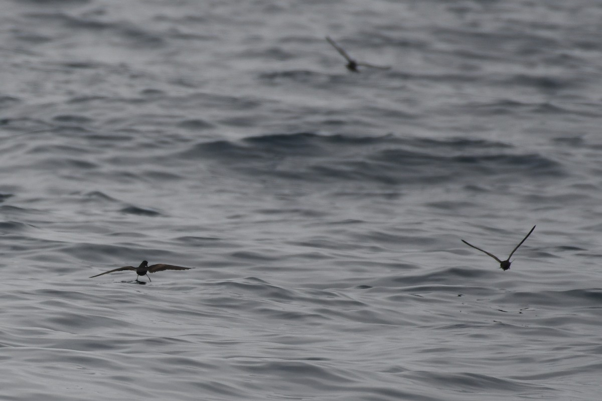 Black Storm-Petrel - ML638345808