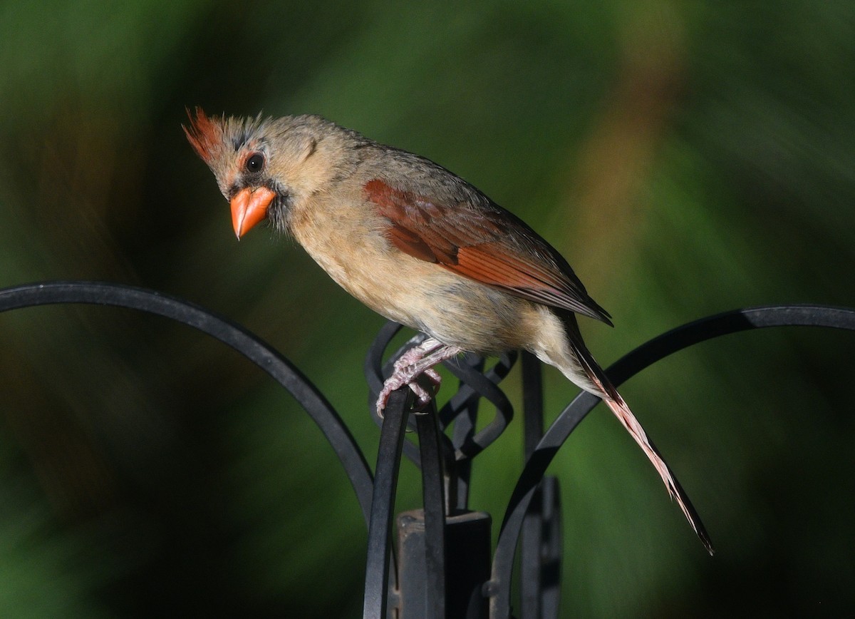 Northern Cardinal - ML638345811