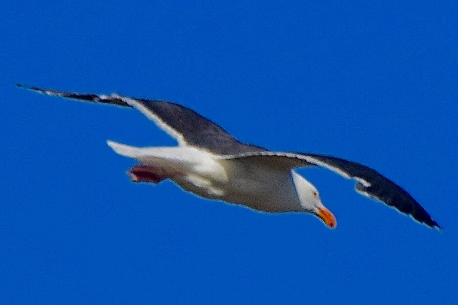Western Gull - ML638345822