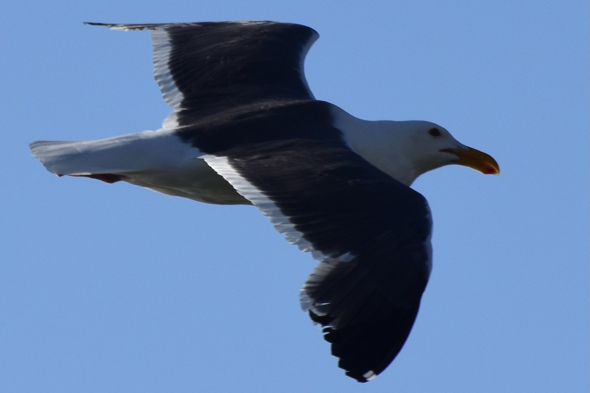 Western Gull - ML638345823