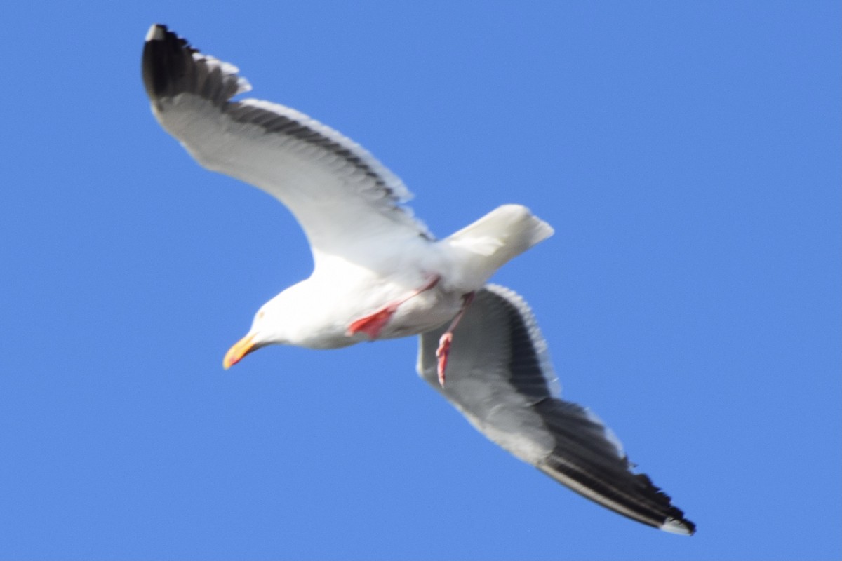 Western Gull - ML638345824