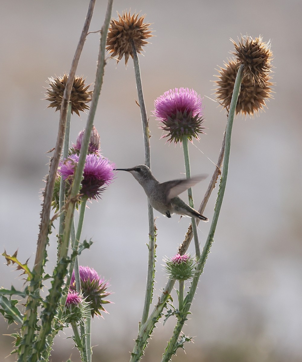 Colibri à gorge noire - ML638345832