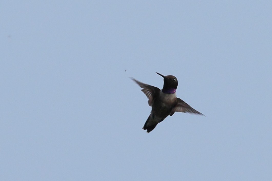 Colibri à gorge noire - ML638345839