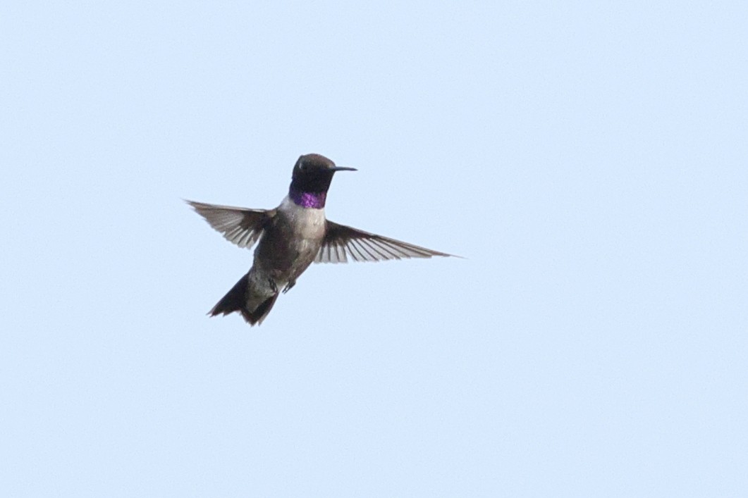 Colibri à gorge noire - ML638345840