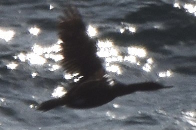 Cormoran pélagique - ML638345843