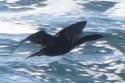 Cormoran pélagique - ML638345844