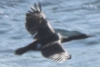 Cormoran pélagique - ML638345845