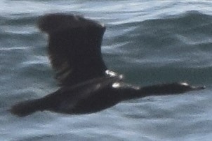 Cormoran pélagique - ML638345846