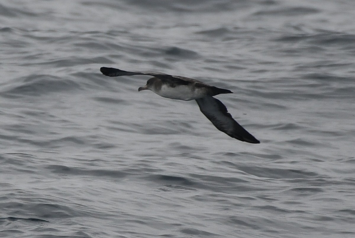 Puffin à pieds roses - ML638345859
