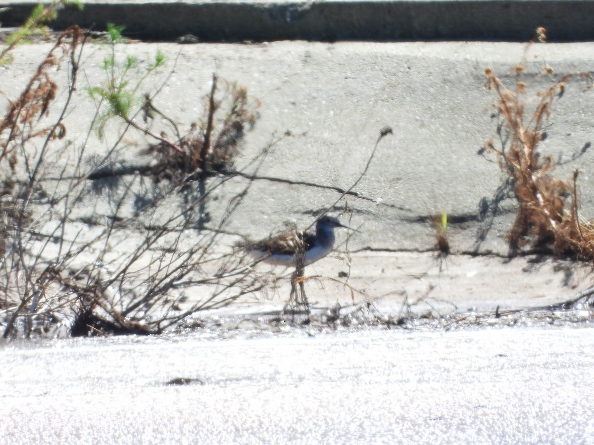 Green Sandpiper - ML638345860