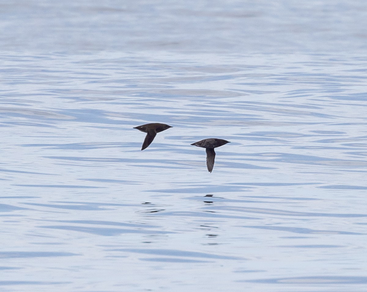 Marbled Murrelet - ML638345892