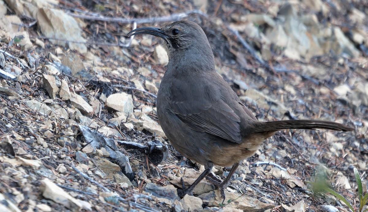 California Thrasher - ML638345894