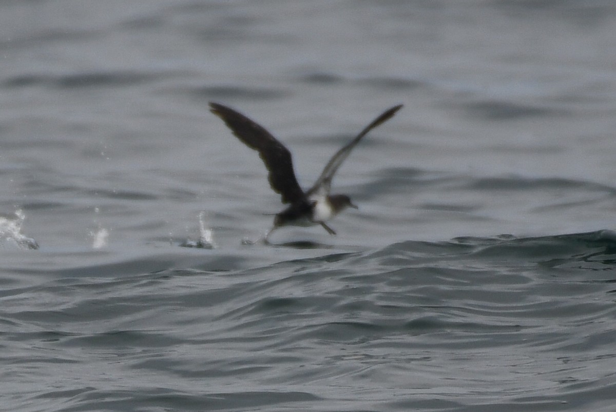 Black-vented Shearwater - ML638345895