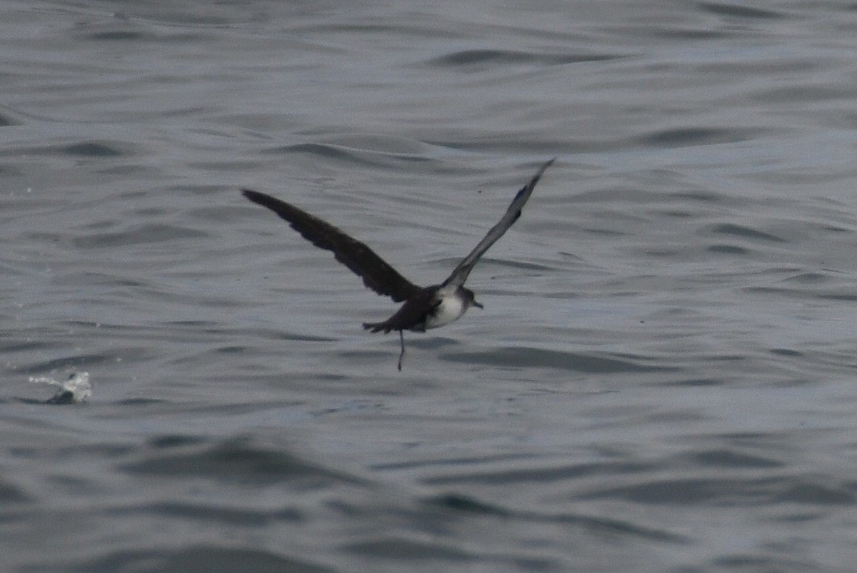 Black-vented Shearwater - ML638345896