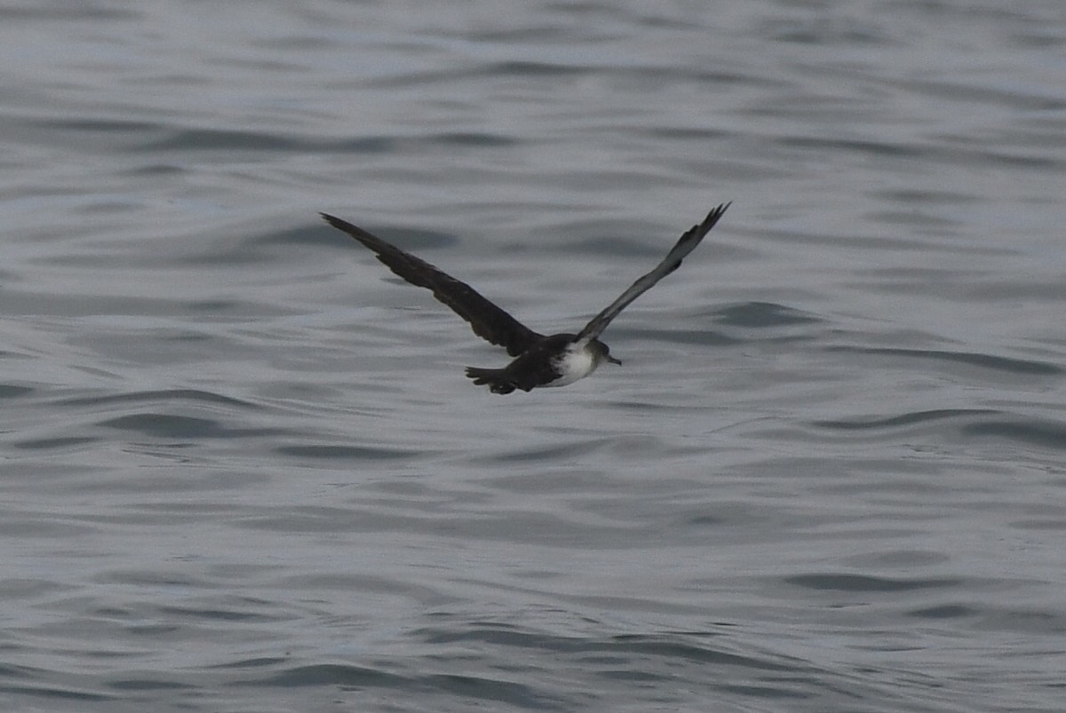 Black-vented Shearwater - ML638345898