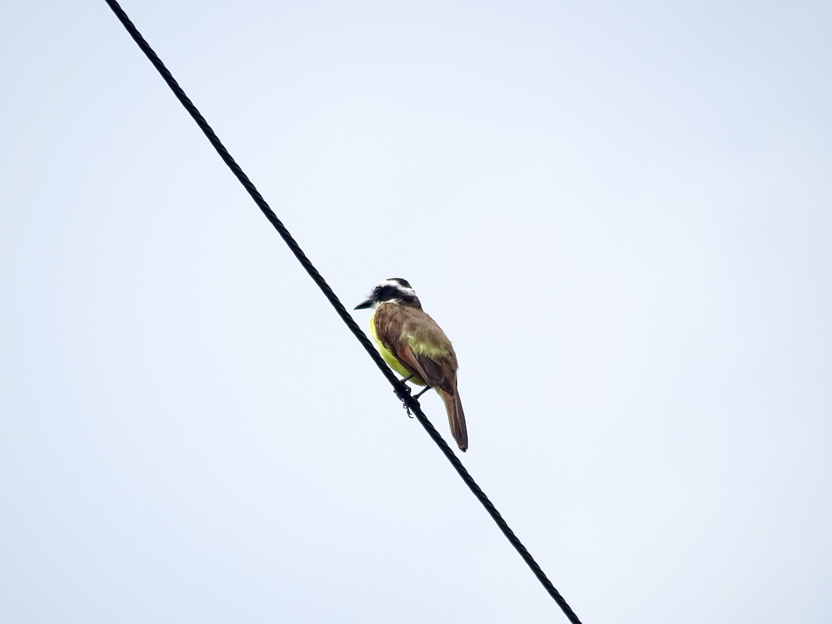 Great Kiskadee - ML638345899