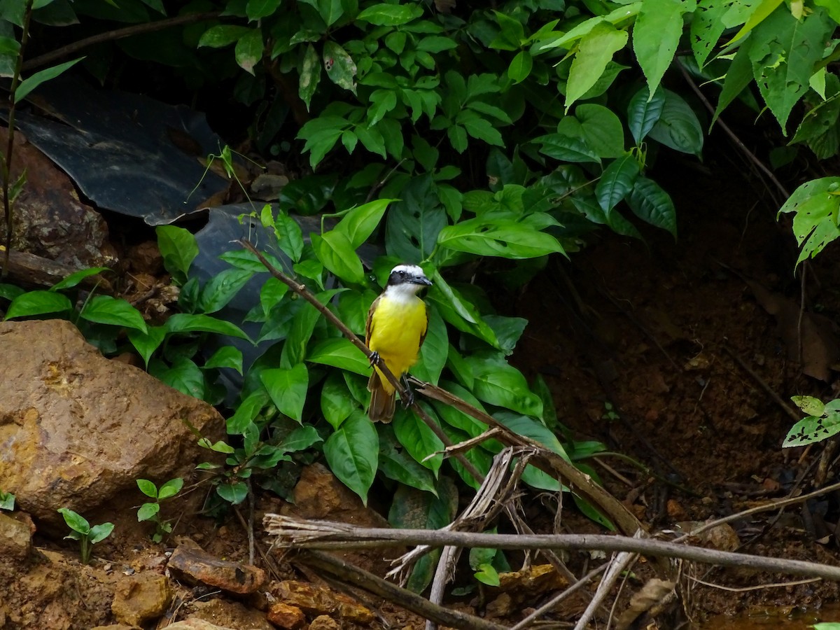 Great Kiskadee - ML638345901