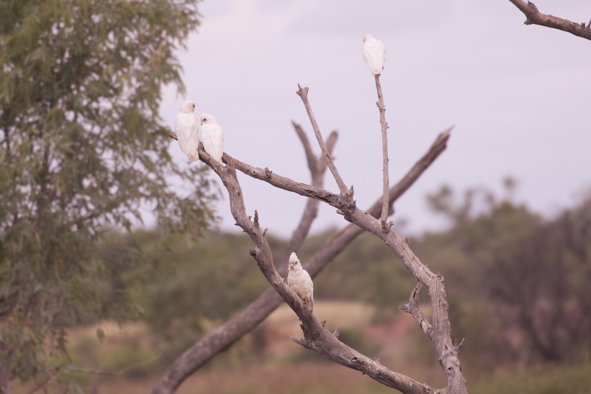 Little Corella - ML638345902