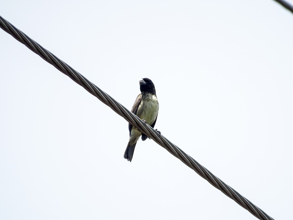Yellow-bellied Seedeater - ML638345906
