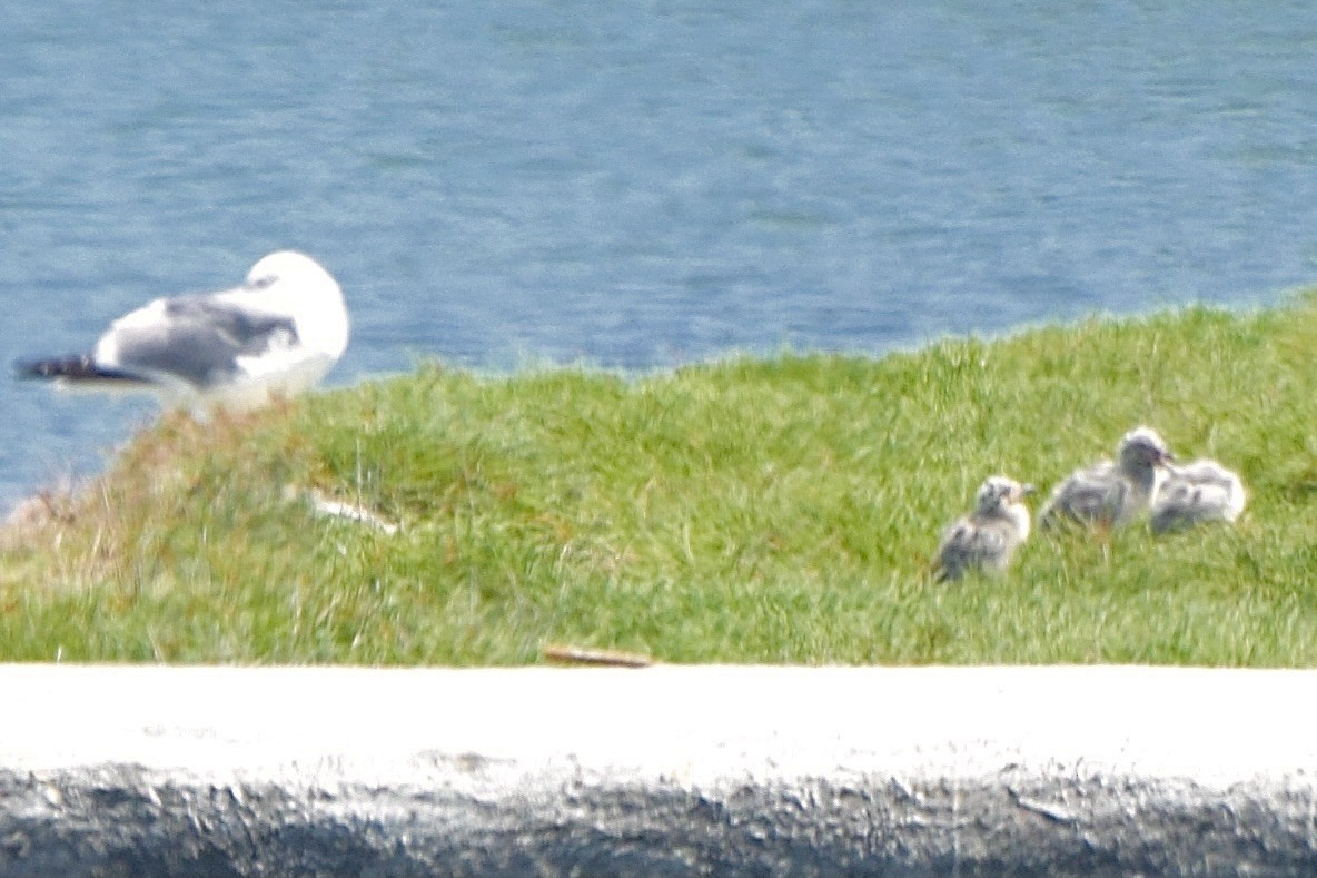 California Gull - ML638345916