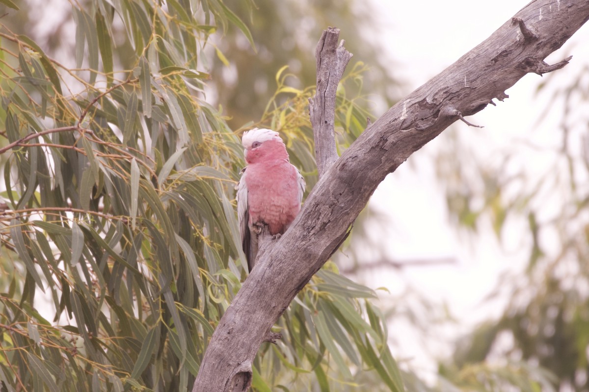 Galah - ML638345917