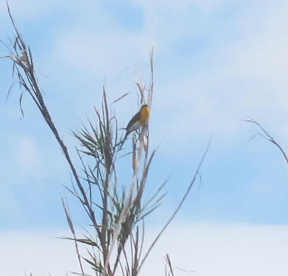 Yellow-breasted Chat - ML638345919