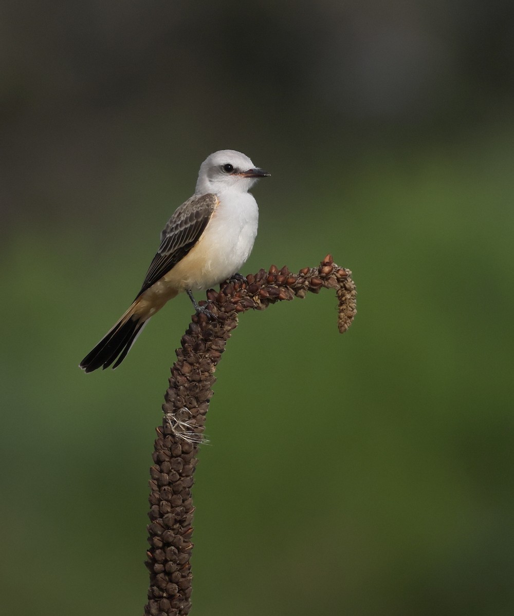 Scissor-tailed Flycatcher - ML638345921