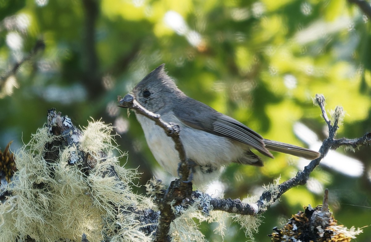 Oak Titmouse - ML638345936