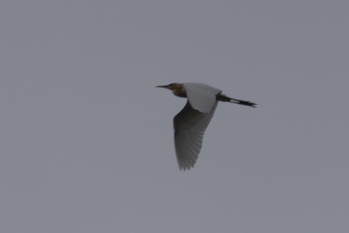 Eastern Cattle-Egret - ML638345946