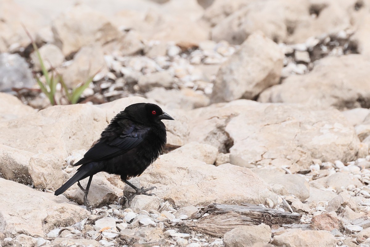 Bronzed Cowbird - ML638345971