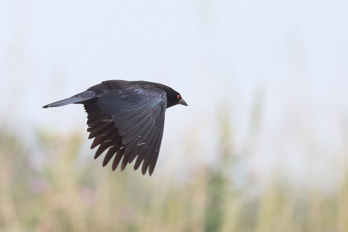 Bronzed Cowbird - ML638345972