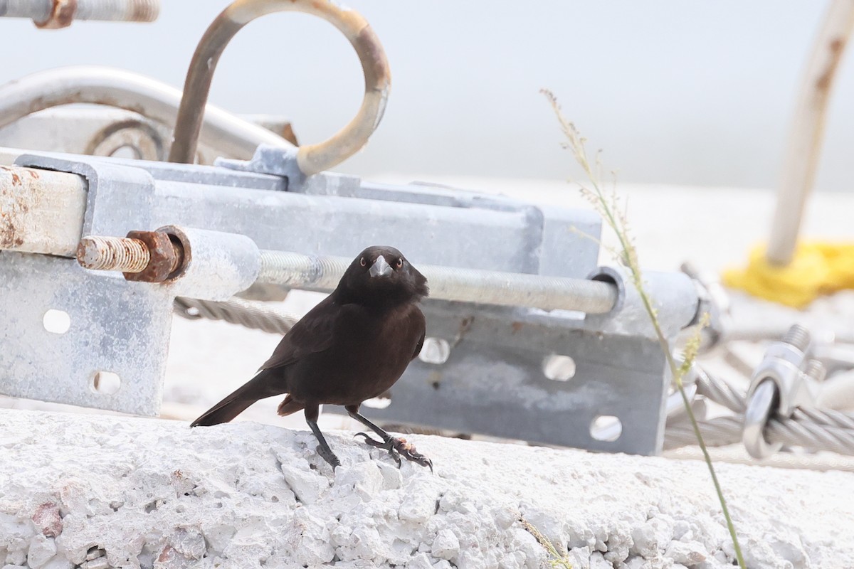Bronzed Cowbird - ML638345973