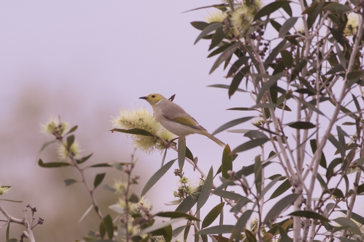 White-plumed Honeyeater - ML638346003