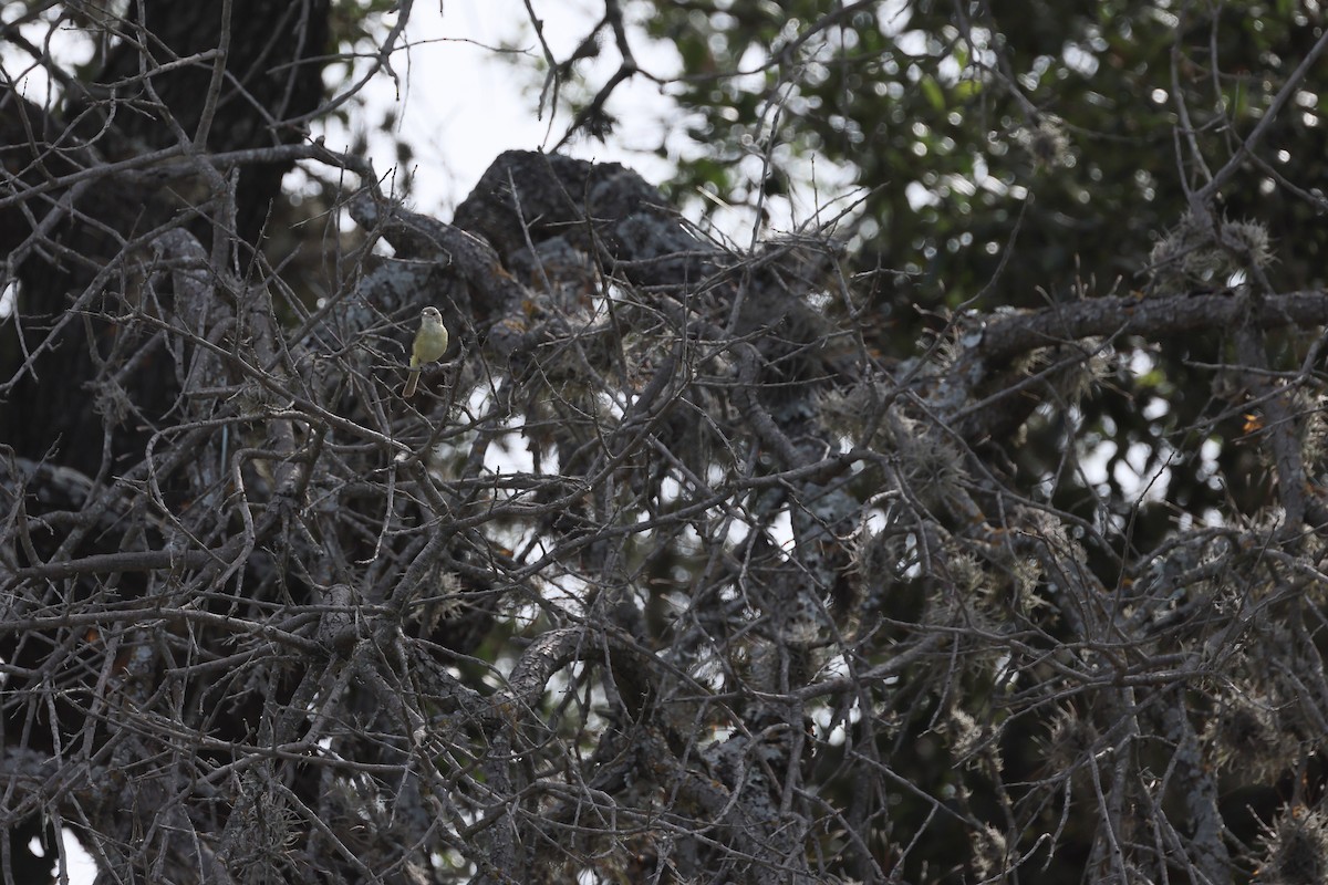 Bell's Vireo - ML638346010