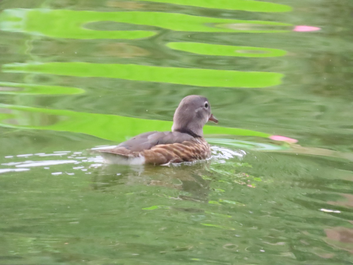 Mandarin Duck - ML638346012