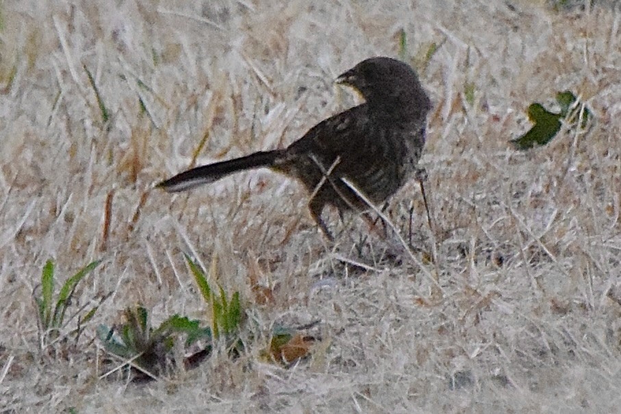 Wrentit - ML638346024