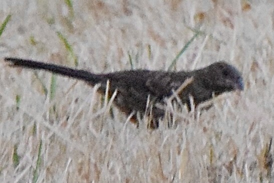 Wrentit - ML638346025