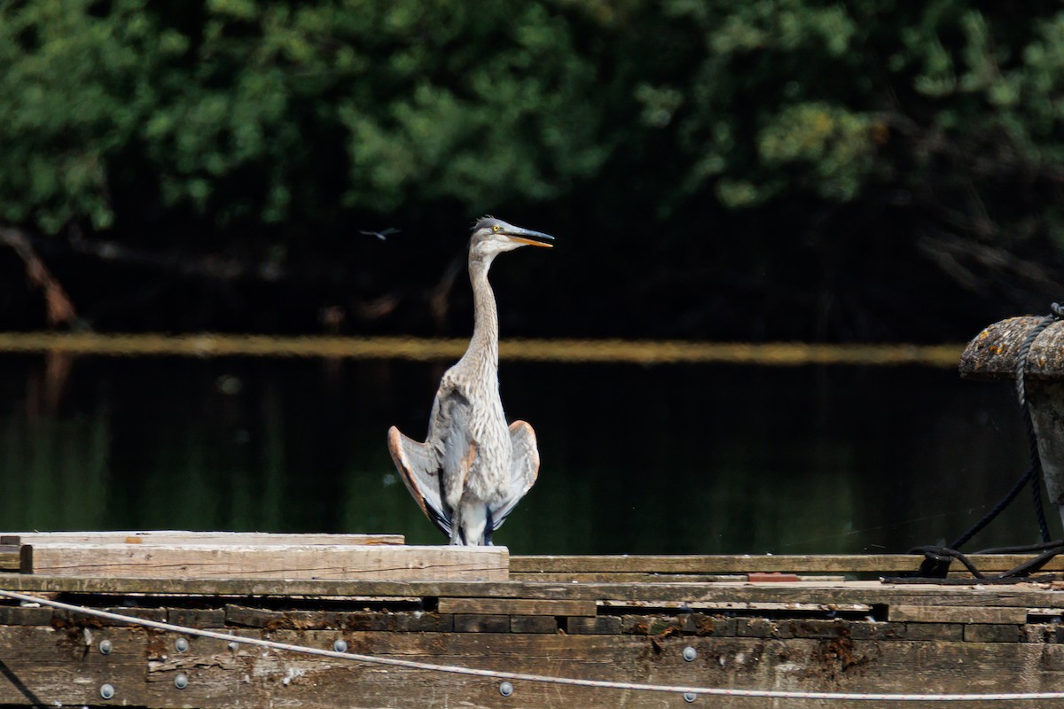 Great Blue Heron (Great Blue) - ML638346040