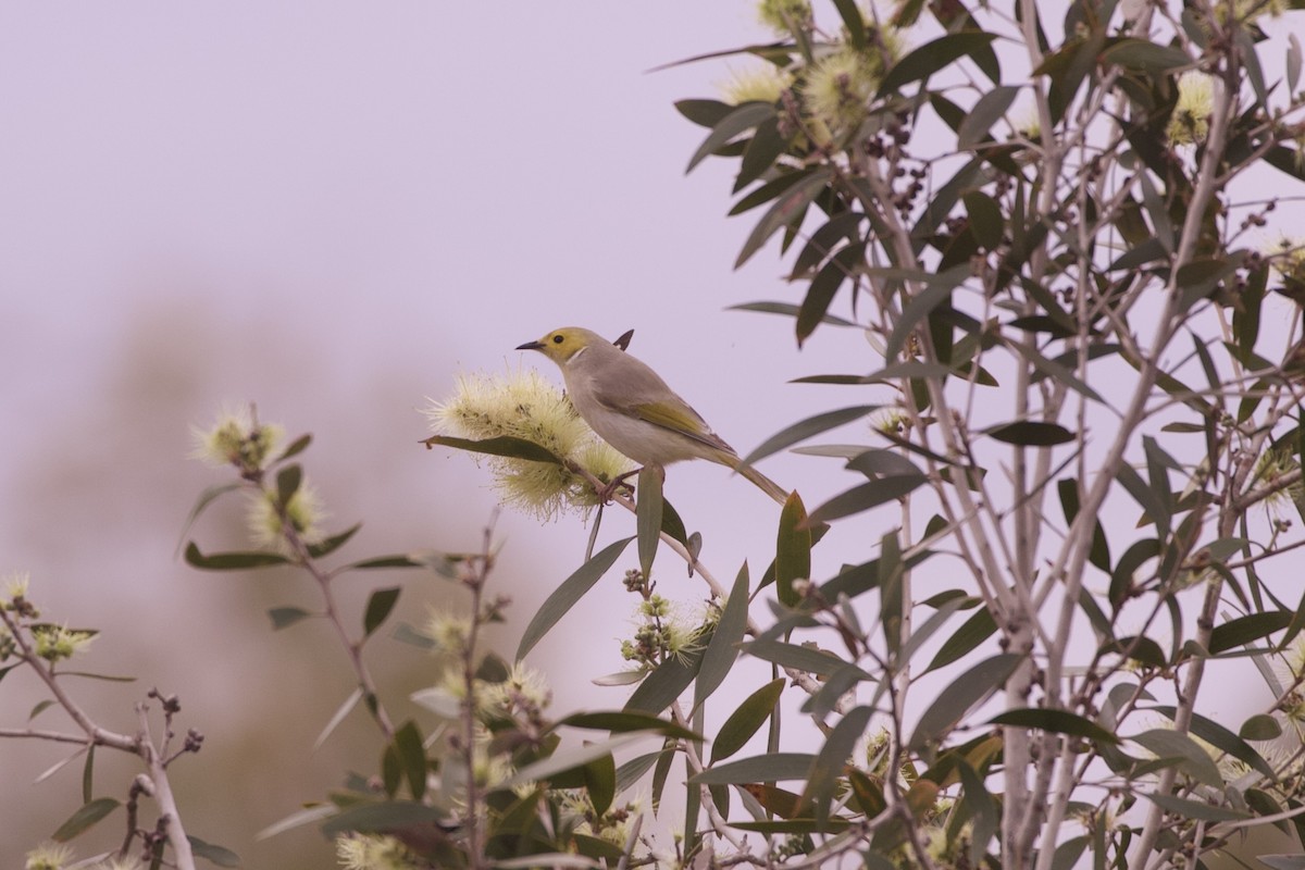 White-plumed Honeyeater - ML638346043