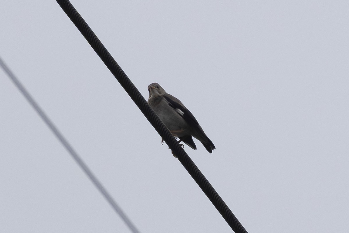 Red-billed Starling - ML638346046
