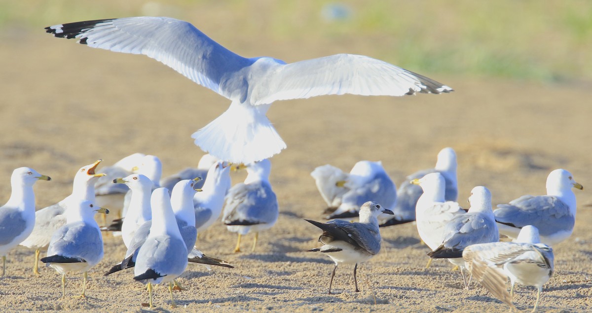 Laughing Gull - ML638346048